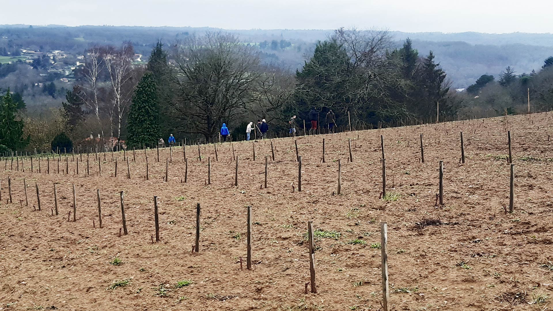 ddg-slide-accueil-plantation-vignes-2023