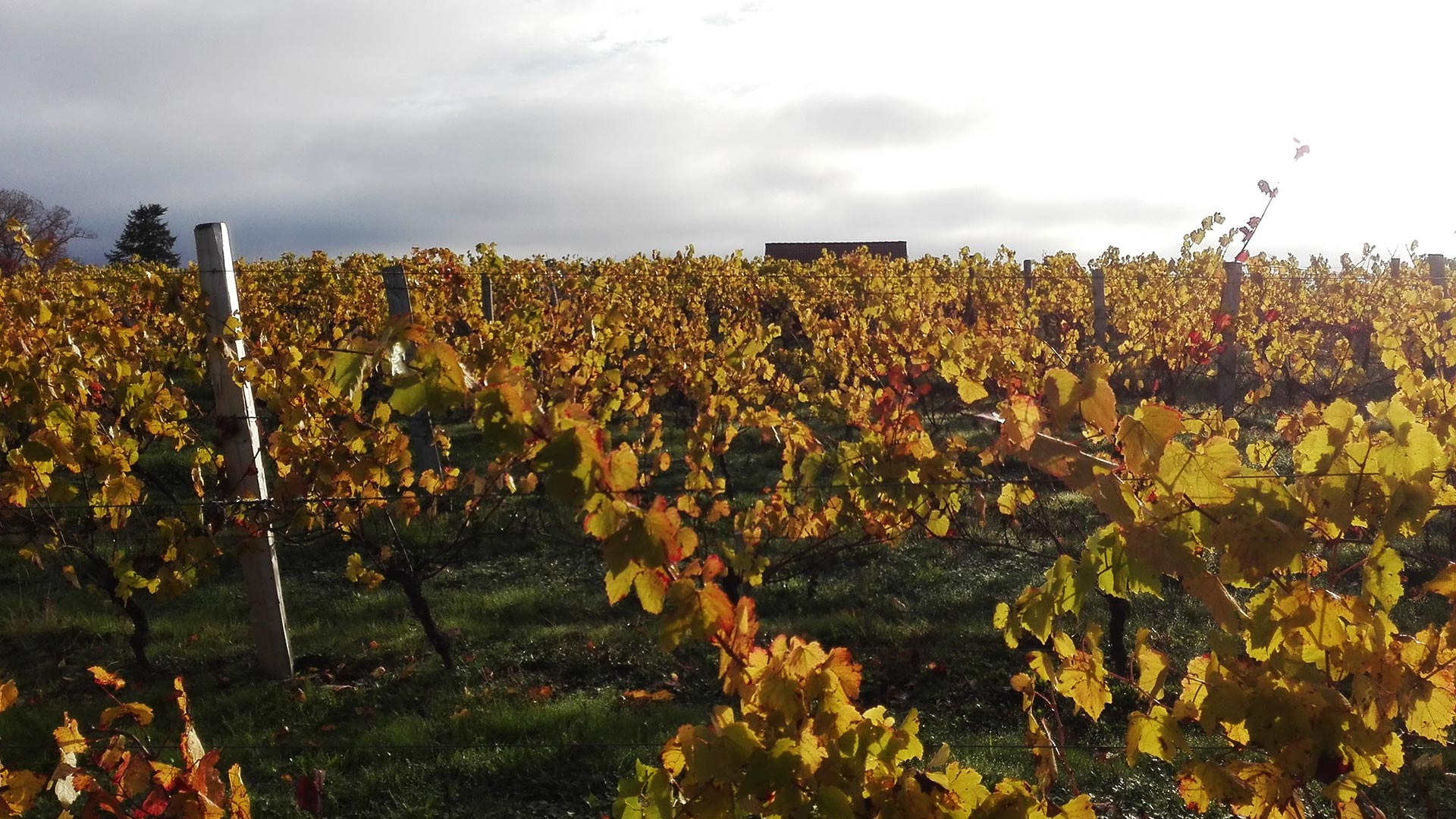 domaine-des-gabies-slide-accueil-vignes-automne