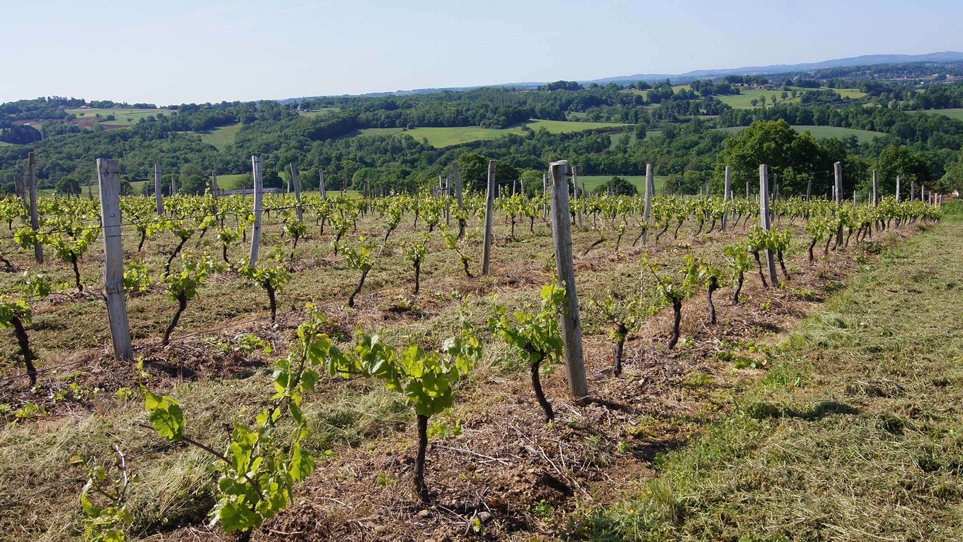 domaine-des-gabies-slide-accueil-vignes-beau-temps