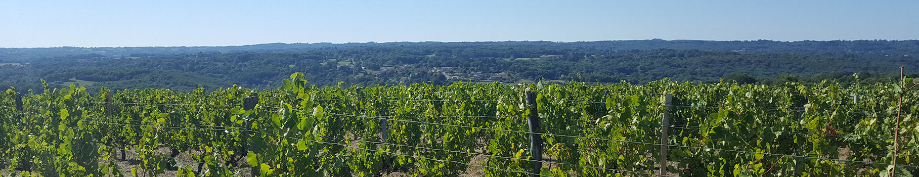 Panorama : les vignes du domaine des Gabies enneigées