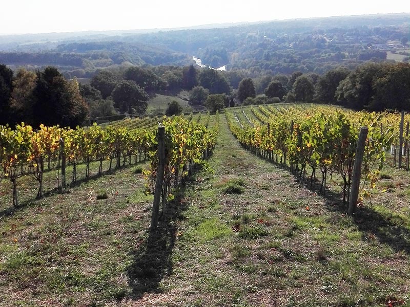 Domaine des Gabies : panorama du versant sud du vignoble avec vue sur la Vienne