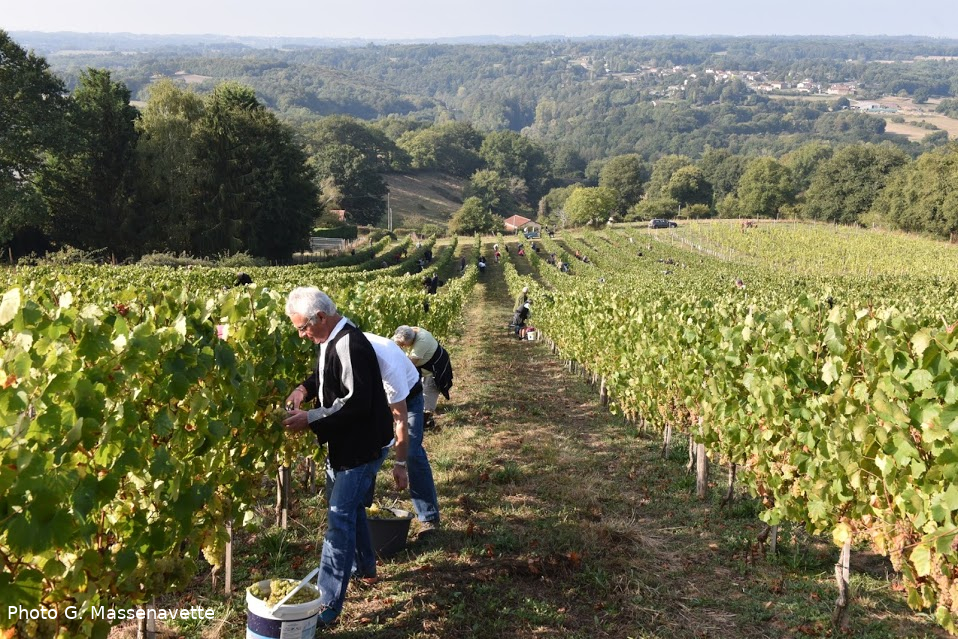 Vendanges au Domaine des Gabies : des bénévoles de l'association